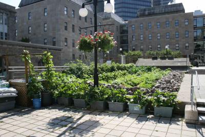 Toit vert green roof